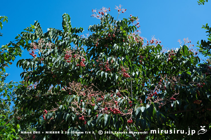 実が熟し始めたゴンズイ　大和市・泉の森　2025/08/15