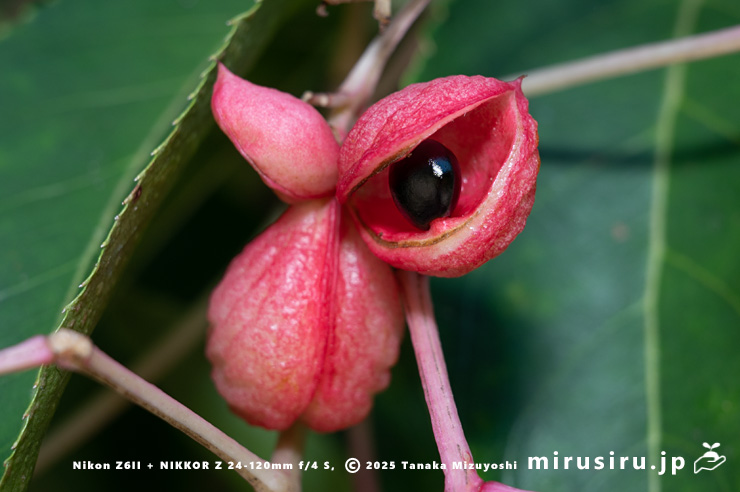 ゴンズイの熟して裂開した実　大和市・泉の森　2025/08/15