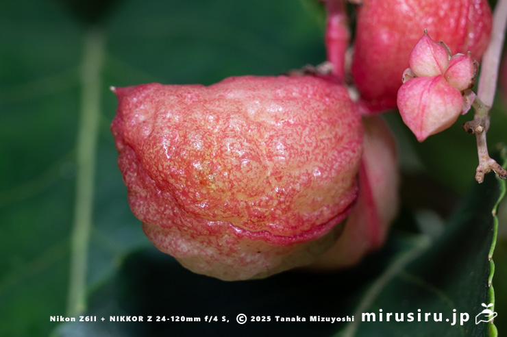 ゴンズイの熟して裂開する直前の実　大和市・泉の森　2025/08/15