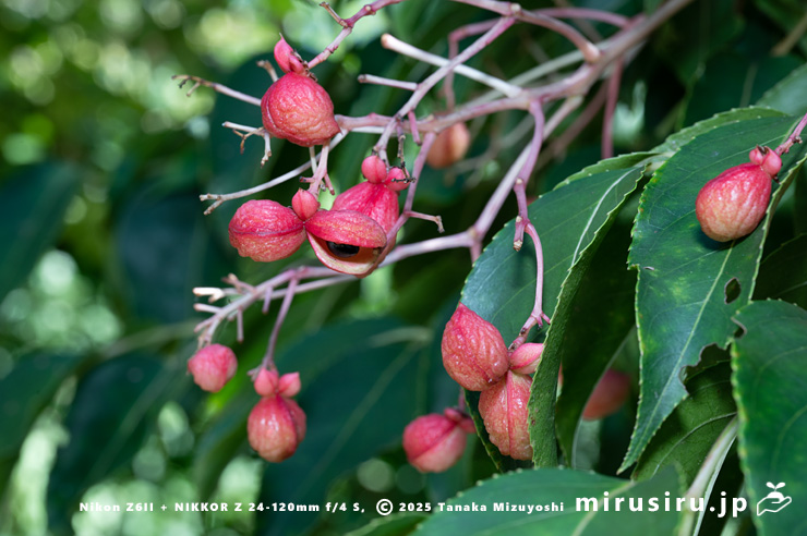 実が熟し始めたゴンズイ　大和市・泉の森　2025/08/15