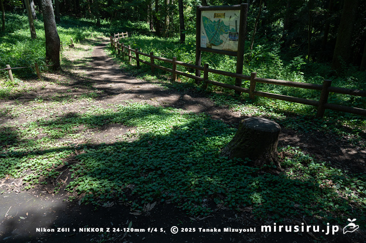 人が踏み固めた園路に生えるオオバコ　大和市・泉の森　2025/08/15