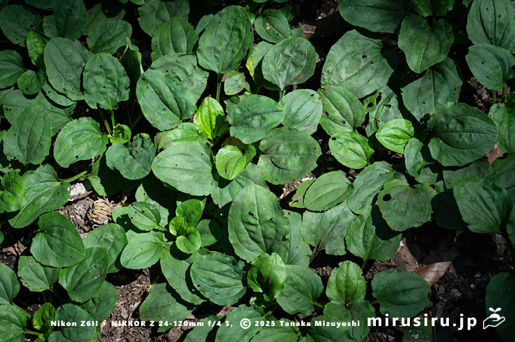 オオバコの群落　大和市・泉の森　2025/08/15