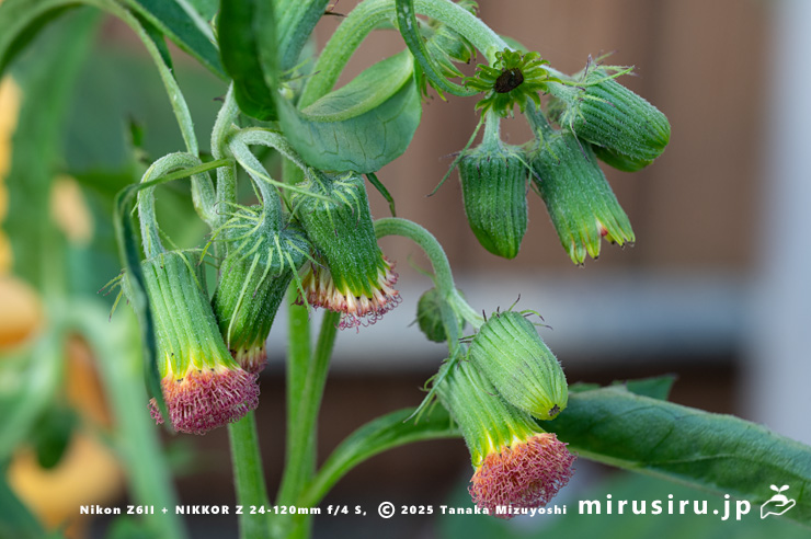 ベニバナボロギクの総苞　茅ヶ崎市浜之郷　2025/08/18