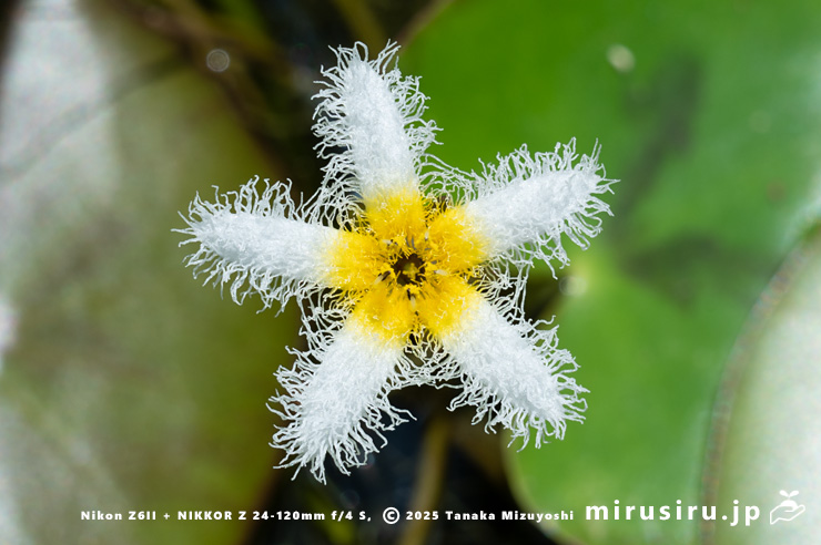 ガガブタの花　鎌倉市・大船フラワーセンター　2025/08/18