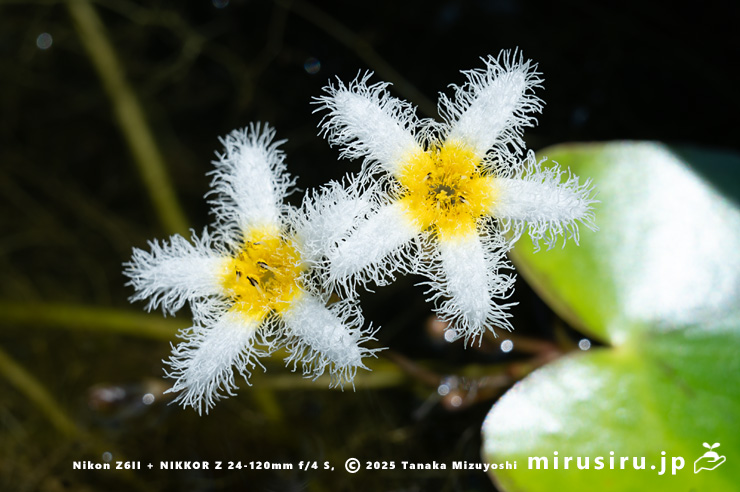 ガガブタの花　鎌倉市・大船フラワーセンター　2025/08/18