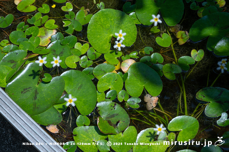 開花中のガガブタ　鎌倉市・大船フラワーセンター　2025/08/18