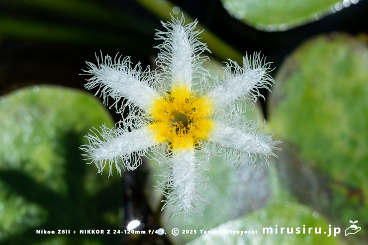 ガガブタの花　鎌倉市・大船フラワーセンター　2025/08/18