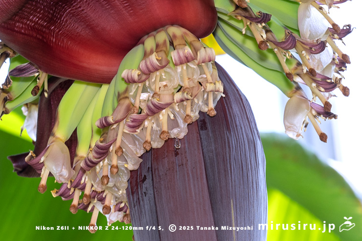 バナナの雌花　鎌倉市・大船フラワーセンター　2025/08/18