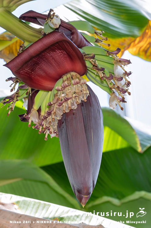 バナナの雌花　鎌倉市・大船フラワーセンター　2025/08/18