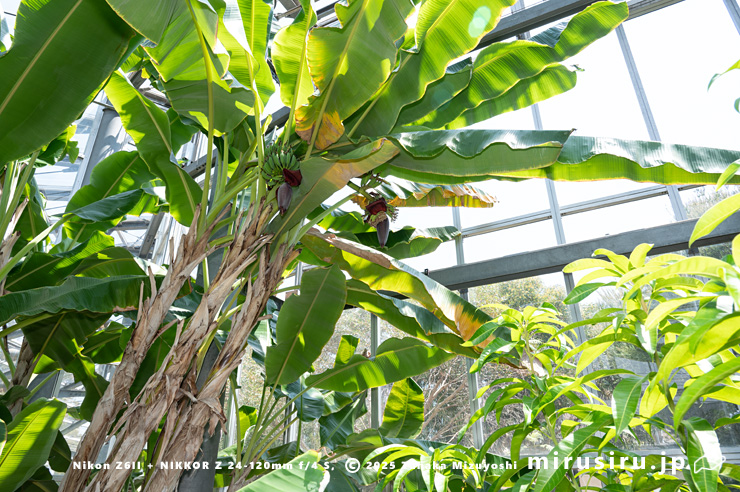 開花中のバナナ　鎌倉市・大船フラワーセンター　2025/08/18
