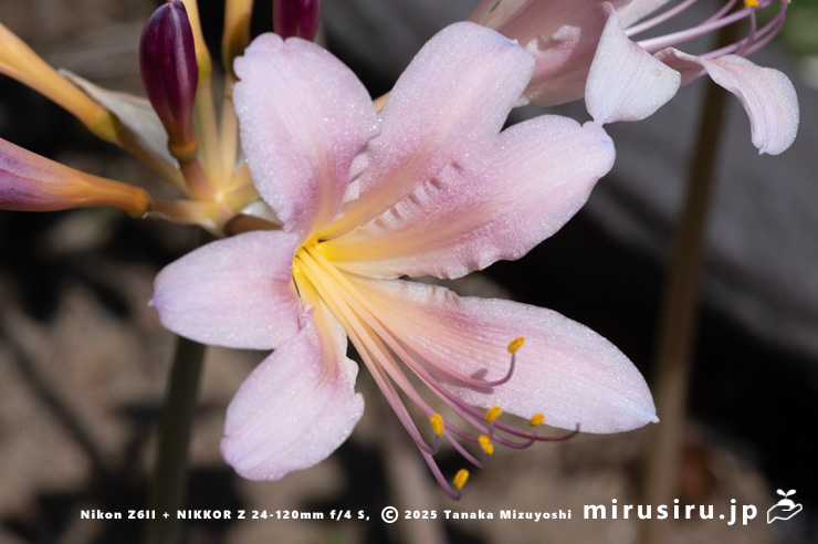夏水仙 ナツズイセン