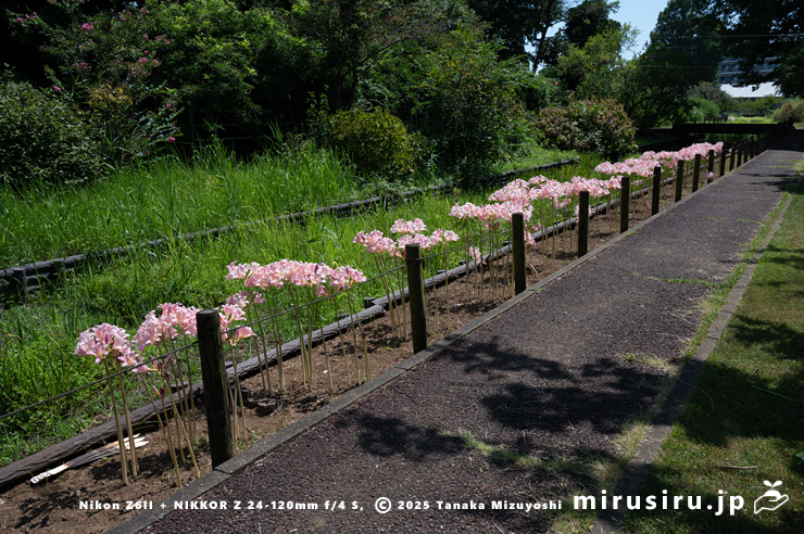満開のナツズイセン　鎌倉市・大船フラワーセンター　2025/08/18