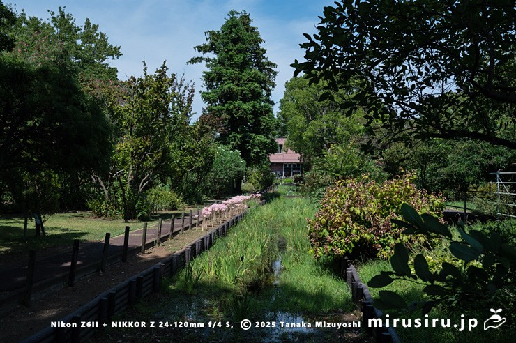 満開のナツズイセン　鎌倉市・大船フラワーセンター　2025/08/18