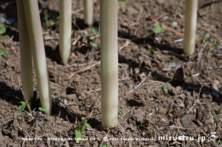 ナツズイセンの花茎（太さ1.6cm）　鎌倉市・大船フラワーセンター　2025/08/18