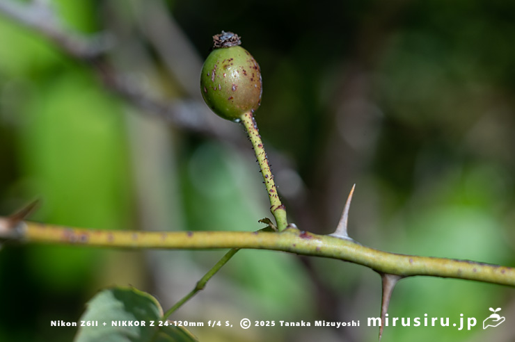 モリイバラの未熟な実　鎌倉市・大船フラワーセンター　2025/08/18