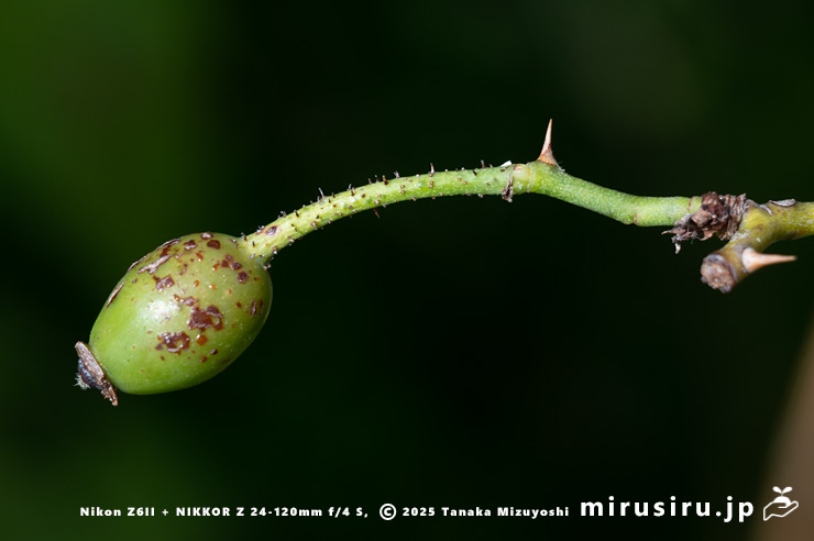 モリイバラの未熟な実　鎌倉市・大船フラワーセンター　2025/08/18