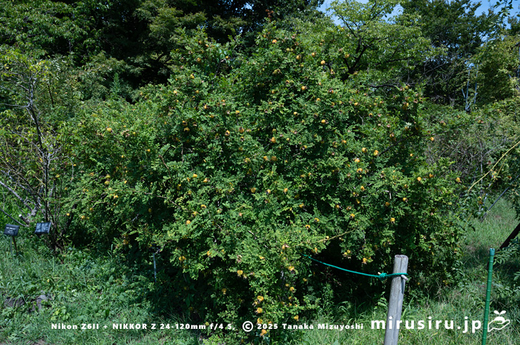 実が熟しかけているヒメサンショウバラ　鎌倉市・大船フラワーセンター　2025/08/18