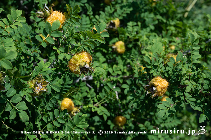 実が熟しかけているヒメサンショウバラ　鎌倉市・大船フラワーセンター　2025/08/18
