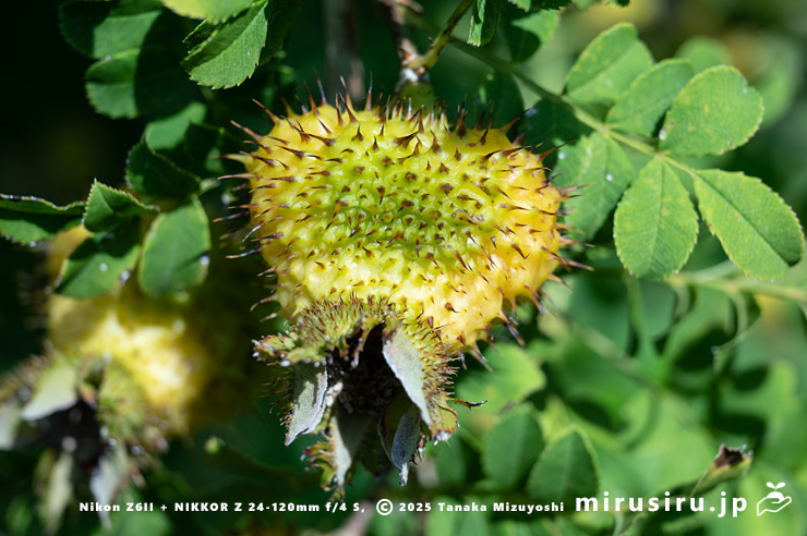 ヒメサンショウバラの熟しかけている実　鎌倉市・大船フラワーセンター　2025/08/18