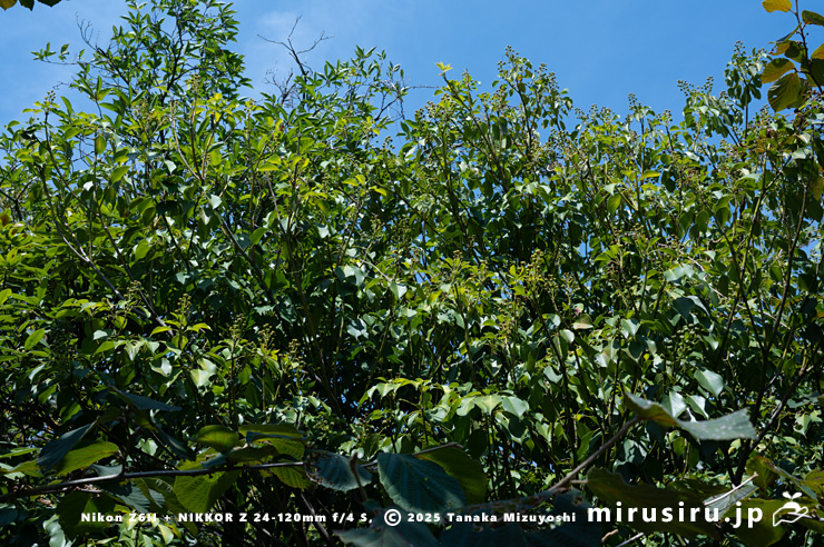 実がなったヤマグルマ 鎌倉市・大船フラワーセンター 2025/08/18