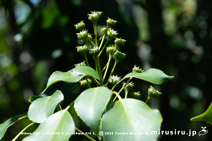 ヤマグルマの未熟な実 鎌倉市・大船フラワーセンター 2025/08/18