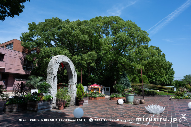 真夏のクスノキ　鎌倉市・大船フラワーセンター　2025/08/18