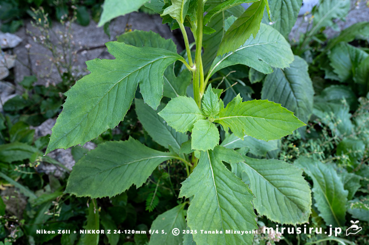 ベニバナボロギクの葉　茅ヶ崎市浜之郷　2025/08/23