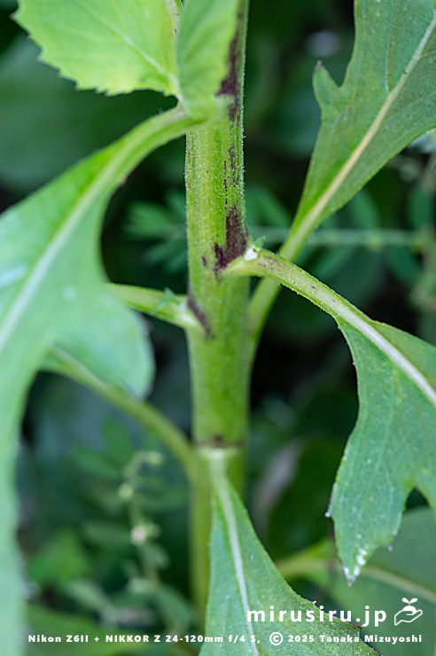 ベニバナボロギクの茎と葉柄　茅ヶ崎市浜之郷　2025/08/23