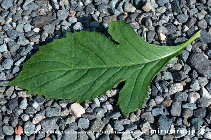 ベニバナボロギクの葉　茅ヶ崎市浜之郷　2025/08/23