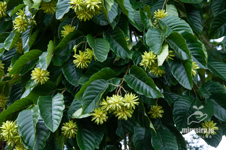 実がなったカンレンボク（キジュ）　鎌倉市・大船フラワーセンター　2016/10/16