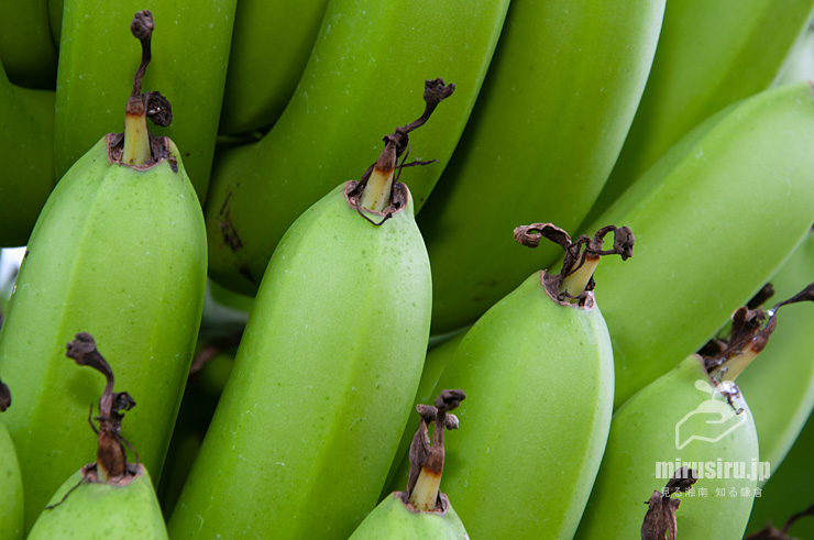 バナナの未熟な実の先端にある花柱痕　鎌倉市・大船フラワーセンター　2016/10/16