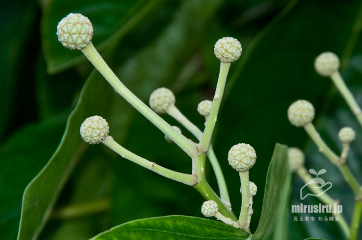 カンレンボク（キジュ）の蕾　鎌倉市・大船フラワーセンター　2019/07/10