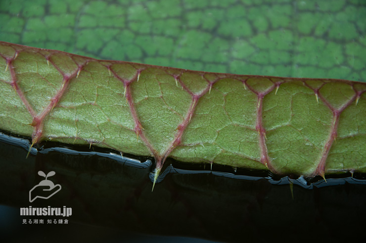 パラグアイオニバスの葉の縁にある棘　鎌倉市・大船フラワーセンター　2019/08/01