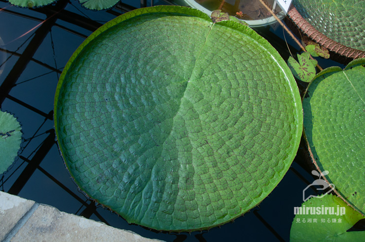 パラグアイオニバスの葉　鎌倉市・大船フラワーセンター　2019/08/01