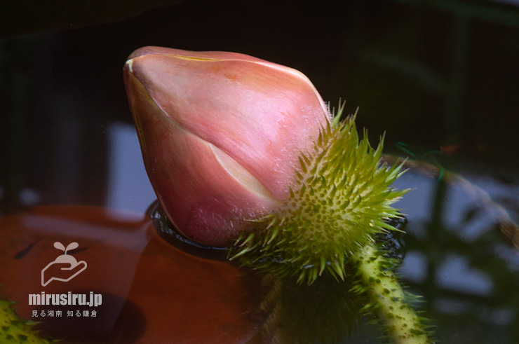 パラグアイオニバスの開花直前と思われる蕾　鎌倉市・大船フラワーセンター　2019/08/19