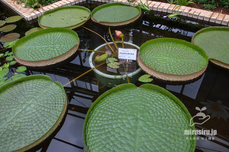 温室で栽培されているパラグアイオニバス　鎌倉市・大船フラワーセンター　2019/08/19