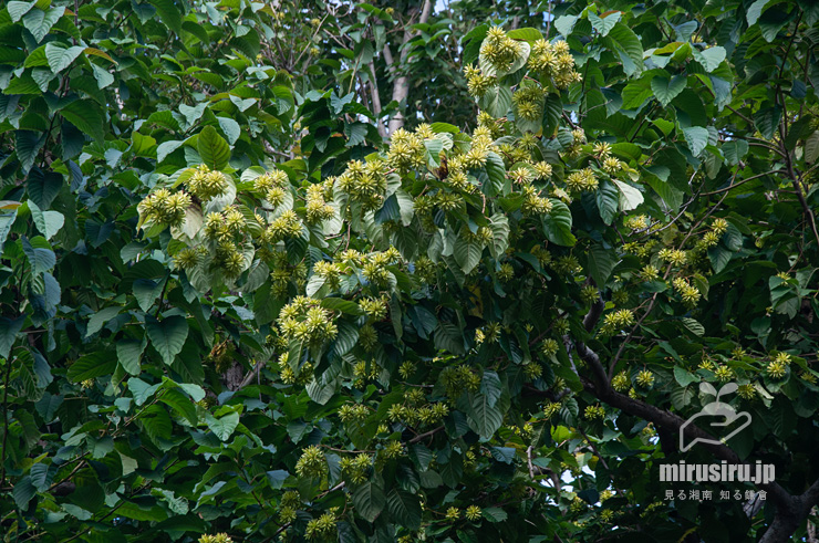 実を付けたカンレンボク（キジュ）　鎌倉市・大船フラワーセンター　2020/10/06