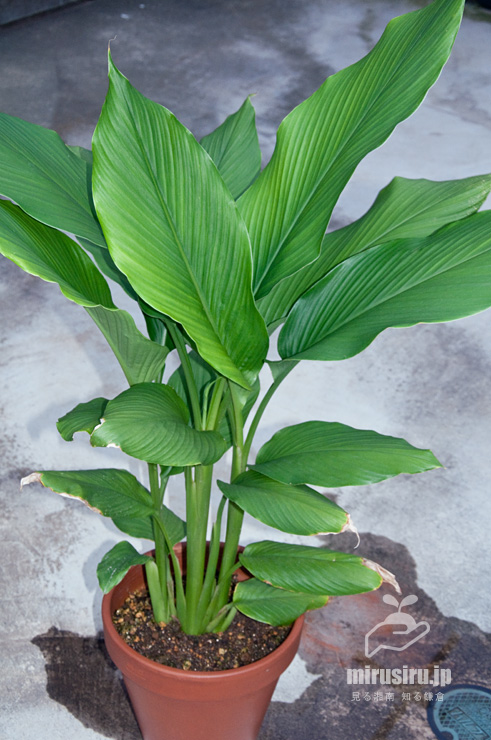 ウコン（秋ウコン）の鉢植え　茅ヶ崎市浜之郷　2020/10/14