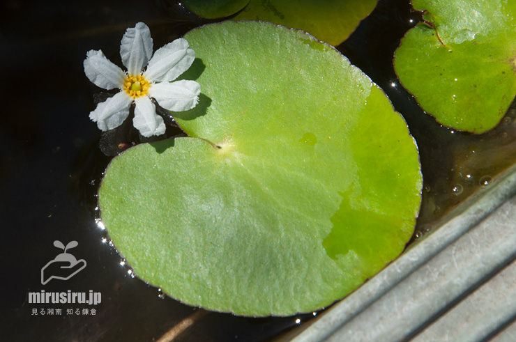 ハナガガブタ（バナナプラント）の葉　鎌倉市・大船フラワーセンター　2022/05/28　10：05