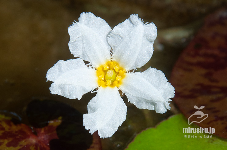 ハナガガブタ（バナナプラント）の花　鎌倉市・大船フラワーセンター　2022/06/02　14：46