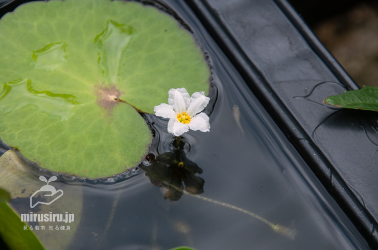開花中のハナガガブタ（バナナプラント）　茅ヶ崎市浜之郷　2022/06/08　13：11