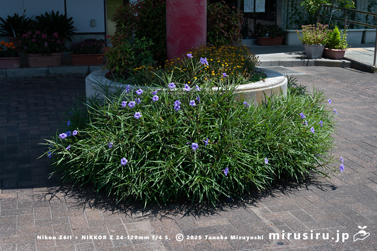 開花中のヤナギバルイラソウ　茅ヶ崎市・鶴嶺東コミュニティセンター　2025/06/30