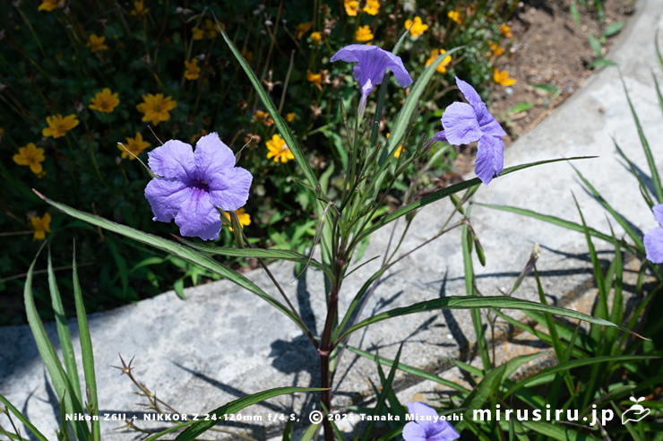 開花中のヤナギバルイラソウ　茅ヶ崎市・鶴嶺東コミュニティセンター　2025/06/30