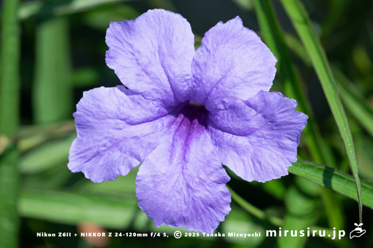 ヤナギバルイラソウの花　茅ヶ崎市・鶴嶺東コミュニティセンター　2025/06/30