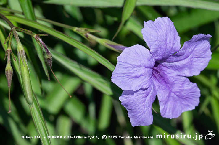 ヤナギバルイラソウの花　茅ヶ崎市・鶴嶺東コミュニティセンター　2025/06/30