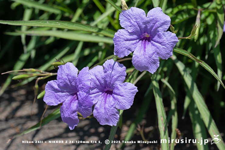 ヤナギバルイラソウの花　茅ヶ崎市・鶴嶺東コミュニティセンター　2025/06/30