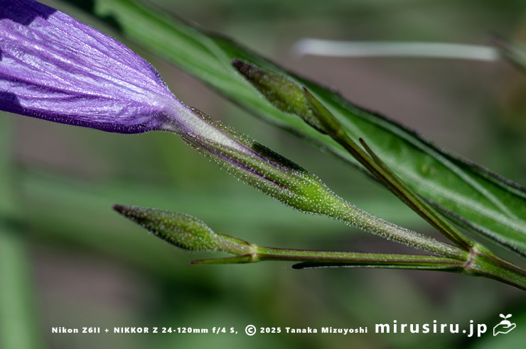 ヤナギバルイラソウの萼　茅ヶ崎市・鶴嶺東コミュニティセンター　2025/06/30
