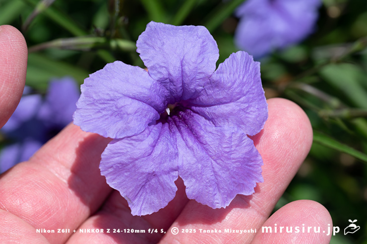 ヤナギバルイラソウの花のサイズ感　茅ヶ崎市・鶴嶺東コミュニティセンター　2025/06/30