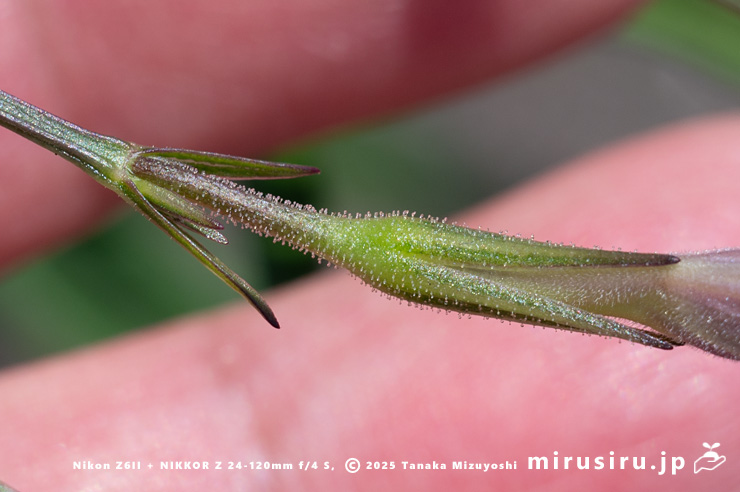 ヤナギバルイラソウの萼　茅ヶ崎市・鶴嶺東コミュニティセンター　2025/06/30