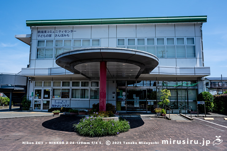 開花中のヤナギバルイラソウ　茅ヶ崎市・鶴嶺東コミュニティセンター　2025/06/30